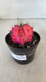 GYMNOCALYCIUM Mihanovichii Variegata Nº 542 – vaso 09 - Imagem 9