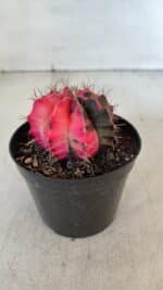 GYMNOCALYCIUM Mihanovichii Variegata Nº 542 – vaso 09 - Imagem 8