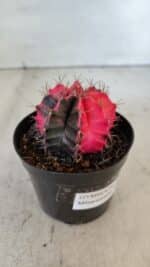 GYMNOCALYCIUM Mihanovichii Variegata Nº 542 – vaso 09 - Imagem 7