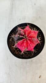 GYMNOCALYCIUM Mihanovichii Variegata Nº 542 – vaso 09 - Imagem 3