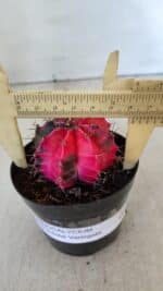 GYMNOCALYCIUM Mihanovichii Variegata Nº 542 – vaso 09 - Imagem 4
