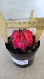 GYMNOCALYCIUM Mihanovichii Variegata Nº 542 – vaso 09 - Imagem 6