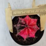 GYMNOCALYCIUM Mihanovichii Variegata Nº 542 – vaso 09