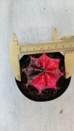 GYMNOCALYCIUM Mihanovichii Variegata Nº 542 – vaso 09