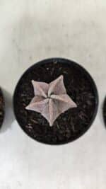 ASTROPHYTUM MYRIOSTIGMA – vaso 09 (YCARO) - Imagem 2