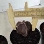 ASTROPHYTUM MYRIOSTIGMA – vaso 09 (YCARO)