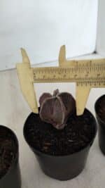 ASTROPHYTUM MYRIOSTIGMA – vaso 09 (YCARO)