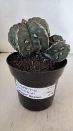 ASTROPHYTUM MYRIOSTIGMA cv FUKURYU "Bicéfalo"  Nº 612 – vaso 15 - Imagem 2
