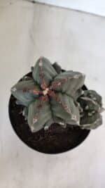 ASTROPHYTUM MYRIOSTIGMA cv FUKURYU "Bicéfalo"  Nº 612 – vaso 15 - Imagem 4