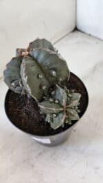 ASTROPHYTUM MYRIOSTIGMA cv FUKURYU "Bicéfalo"  Nº 612 – vaso 15 - Imagem 5