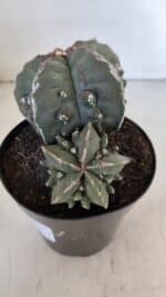 ASTROPHYTUM MYRIOSTIGMA cv FUKURYU "Bicéfalo"  Nº 612 – vaso 15 - Imagem 3