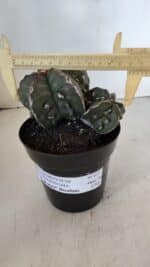 ASTROPHYTUM MYRIOSTIGMA cv FUKURYU "Bicéfalo"  Nº 612 – vaso 15