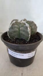 ASTROPHYTUM cv KIKKO  Nº 1001 – vaso 15 - Imagem 2