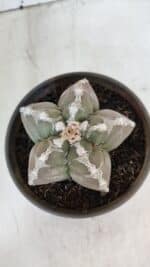 ASTROPHYTUM cv KIKKO  Nº 1001 – vaso 15 - Imagem 3