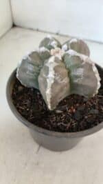 ASTROPHYTUM cv KIKKO  Nº 1001 – vaso 15 - Imagem 8