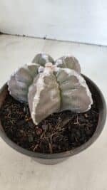 ASTROPHYTUM cv KIKKO  Nº 1001 – vaso 15 - Imagem 7