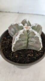ASTROPHYTUM cv KIKKO  Nº 1001 – vaso 15 - Imagem 6