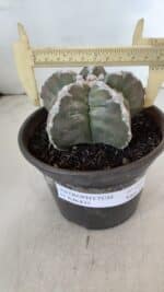 ASTROPHYTUM cv KIKKO  Nº 1001 – vaso 15 - Imagem 4