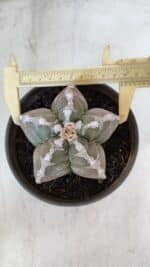 ASTROPHYTUM cv KIKKO  Nº 1001 – vaso 15