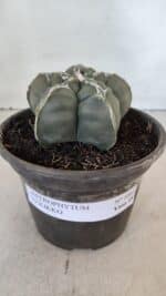ASTROPHYTUM cv KIKKO  Nº 1002 – vaso 15 - Imagem 2
