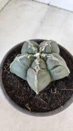 ASTROPHYTUM cv KIKKO  Nº 1002 – vaso 15 - Imagem 7