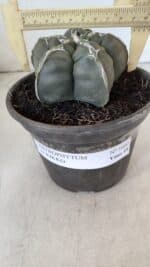 ASTROPHYTUM cv KIKKO  Nº 1002 – vaso 15 - Imagem 4
