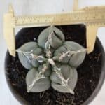 ASTROPHYTUM cv KIKKO  Nº 1002 – vaso 15