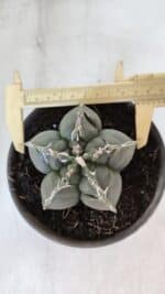 ASTROPHYTUM cv KIKKO  Nº 1002 – vaso 15