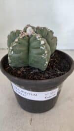 ASTROPHYTUM cv KIKKO  Nº 1003 – vaso 15 - Imagem 2