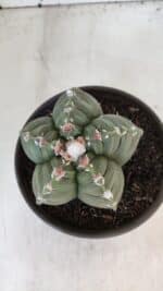 ASTROPHYTUM cv KIKKO  Nº 1003 – vaso 15 - Imagem 9