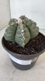 ASTROPHYTUM cv KIKKO  Nº 1003 – vaso 15 - Imagem 8