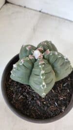 ASTROPHYTUM cv KIKKO  Nº 1003 – vaso 15 - Imagem 7