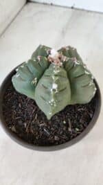 ASTROPHYTUM cv KIKKO  Nº 1003 – vaso 15 - Imagem 6