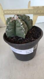 ASTROPHYTUM cv KIKKO  Nº 1003 – vaso 15 - Imagem 4