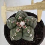 ASTROPHYTUM cv KIKKO  Nº 1003 – vaso 15