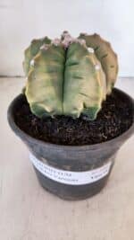 ASTROPHYTUM cv KIKKO "Variegata" Nº 1004 – vaso 15 - Imagem 2