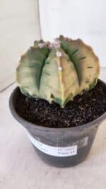 ASTROPHYTUM cv KIKKO "Variegata" Nº 1004 – vaso 15 - Imagem 10