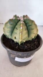 ASTROPHYTUM cv KIKKO "Variegata" Nº 1004 – vaso 15 - Imagem 9