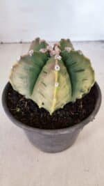 ASTROPHYTUM cv KIKKO "Variegata" Nº 1004 – vaso 15 - Imagem 8