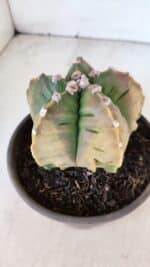 ASTROPHYTUM cv KIKKO "Variegata" Nº 1004 – vaso 15 - Imagem 6