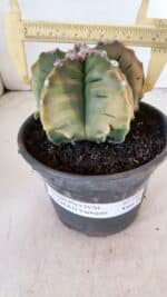 ASTROPHYTUM cv KIKKO "Variegata" Nº 1004 – vaso 15