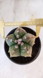 ASTROPHYTUM cv KIKKO "Variegata" Nº 1004 – vaso 15 - Imagem 5