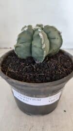 MATRIZ ASTROPHYTUM cv KIKKO  Nº 1005 – vaso 15 - Imagem 2