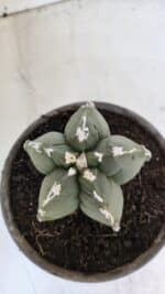 MATRIZ ASTROPHYTUM cv KIKKO  Nº 1005 – vaso 15 - Imagem 3