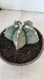 MATRIZ ASTROPHYTUM cv KIKKO  Nº 1005 – vaso 15 - Imagem 9