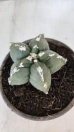 MATRIZ ASTROPHYTUM cv KIKKO  Nº 1005 – vaso 15 - Imagem 6