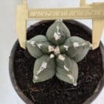 MATRIZ ASTROPHYTUM cv KIKKO  Nº 1005 – vaso 15
