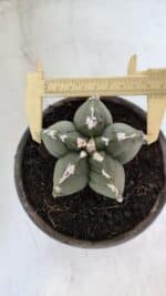 MATRIZ ASTROPHYTUM cv KIKKO  Nº 1005 – vaso 15