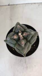ASTROPHYTUM cv KIKKO "4 Quinas"  Nº 1006 – vaso 15 - Imagem 3