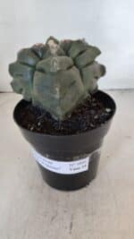 ASTROPHYTUM cv KIKKO "4 Quinas"  Nº 1006 – vaso 15 - Imagem 9